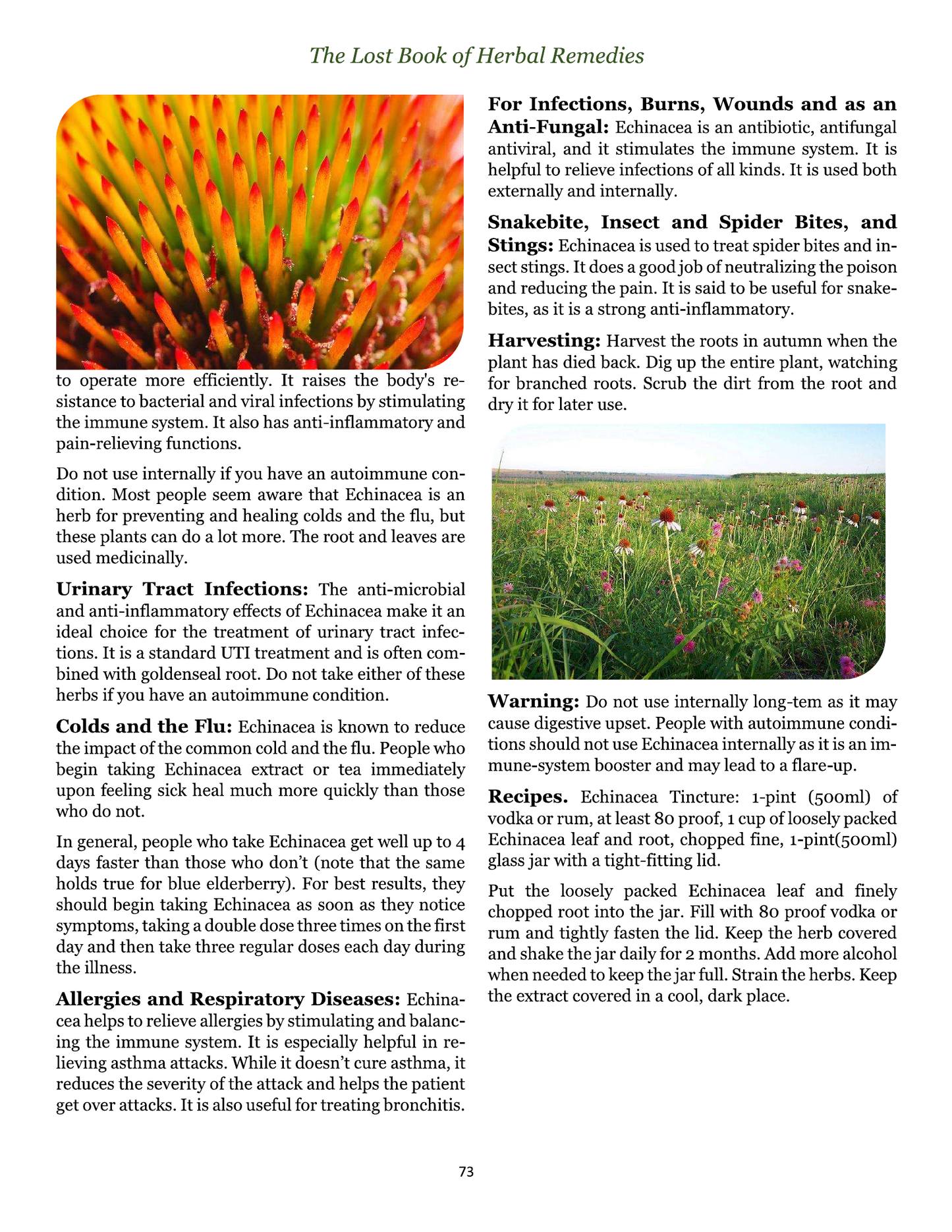 The Lost Book of Herbal Remedies – Natural Healing & Survival Medicine Guide (eBook)