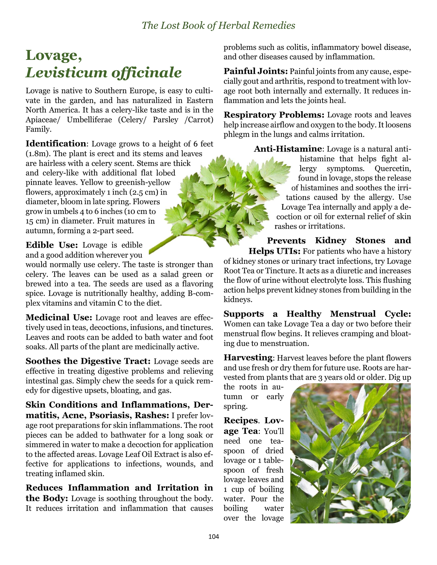 The Lost Book of Herbal Remedies – Natural Healing & Survival Medicine Guide (eBook)